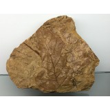 Platanus neptuni
